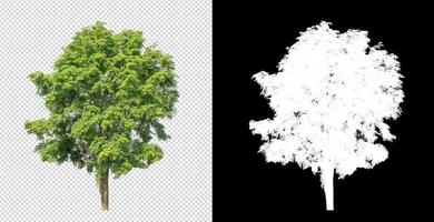träd på transparent bild bakgrund med klippning väg, enda träd med klippning väg och alfa kanal foto