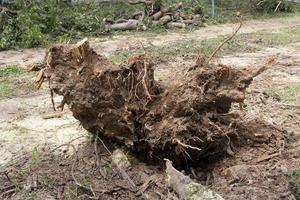 en träd den där var rotlösa och föll ner under en vindstorm i olhos de agua parkera i Brasilien, och var sågade upp till vara tog bort foto