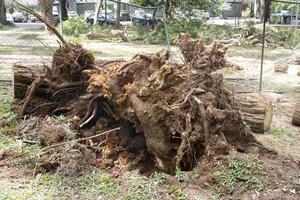 Brasilien, Brasilien, november 11 2022 en träd den där var rotlösa och föll ner under en vindstorm i olhos de agua parkera i Brasilien, och var sågade upp till vara tog bort foto