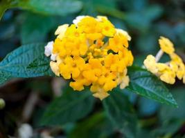 gul lantana är en typ av blommande växt från de verbenaceae familj ursprung från de tropikerna av central och söder amerika. lantana camara. makro gul blomma närbild. i en offentlig parkera. foto