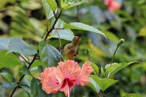 brun halsen sunbird bland de vegetation foto