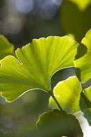 närbild av ginkgo blad foto