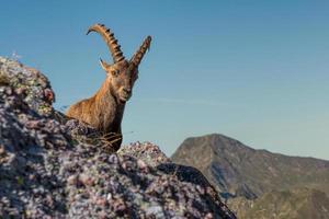 stenbock på de italiensk alps foto