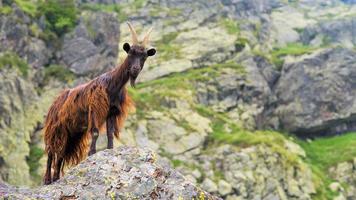 berg get på de italiensk alps foto