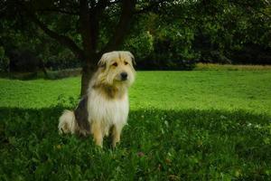 herde hund från de bergamo bergen foto