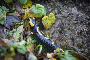 salamander på italiensk alps foto