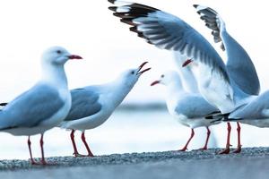 flock måsar på stranden foto