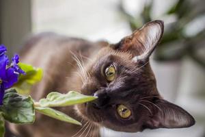 burmesiska katt närbild på Hem. porträtt av en ung skön brun katt. foto