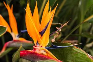 närbild skott av fågel av paradis blomma i de tropisk skog. foto