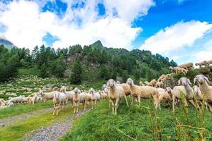 bisamhällen av får i de bergen foto