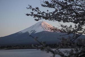 körsbär blomma festival i japan foto