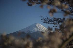 körsbär blomma festival i japan foto