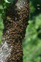 honung bin svärm på träd, insekter är arbetare. foto