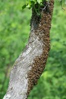 honung bin svärm på träd, insekter är arbetare. foto