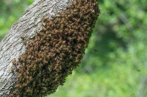 honung bin svärm på träd, insekter är arbetare. foto