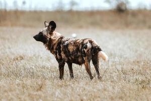 afrikansk vild hund foto