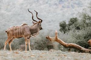 kudu, söder afrika foto