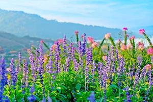 selektivt mjukt fokus, lavendelblommor fält vackert med himmel och berg den soliga morgonen i naturen foto