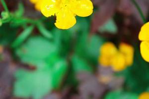 ljus gul blommor mot grön fläck bakgrund foto