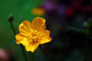 ljus gul blommor mot grön fläck bakgrund foto