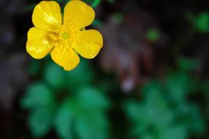 ljus gul blommor mot grön fläck bakgrund foto