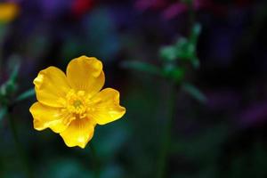 ljus gul blommor mot grön fläck bakgrund foto