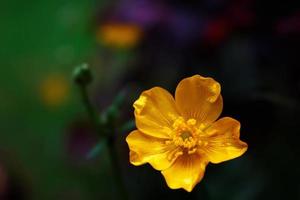 ljus gul blommor mot grön fläck bakgrund foto