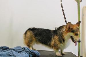 rolig corgi welsh pembroke med säkerhet bälte stående på hund grooming tabell i salong. professionellt service, sällskapsdjur vård, friskvård, spa, hygien, skönhet av djur begrepp. närbild foto