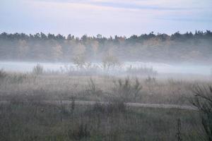 främre del landa med dimma på gräs och ljung i Danmark, i främre av sanddyner. mystisk humör foto