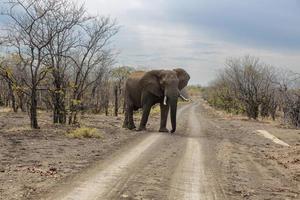 elefant promenad över de smuts spår i mopani veld foto
