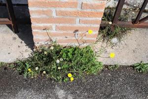 grön växter och blommor växa på stenar och berg klippor. foto