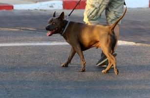 hund på en promenad i de stad parkera. foto