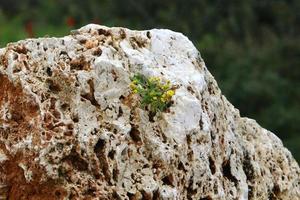 grön växter och blommor växa på stenar och berg klippor. foto