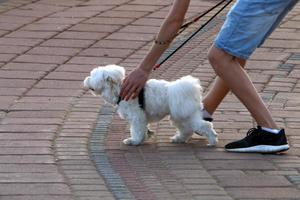 hund på en promenad i de stad parkera. foto