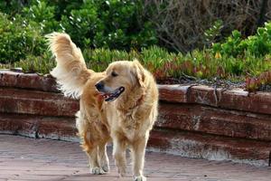 hund på en promenad i de stad parkera. foto