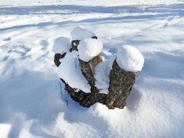 snö toppade skära träd stubbar. solig frostig dag. vinter- natur landskap. foto