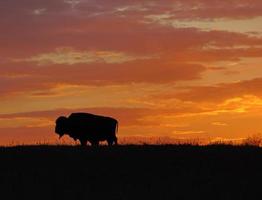 norr amerikan bison under gyllene solnedgång foto