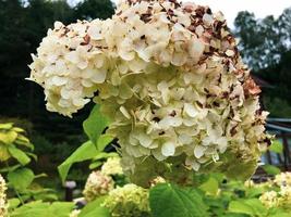 hortensia vit med många små blommor. de blommor vände sig gul. höst skönhet, de buske växer nära de hus. blommig bukett av hortensia. vit söt höst blommor foto