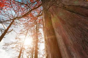 cypress träd i höst med röd löv mot blå himmel med Sol strålar. majestätisk och skön de trunkar av cypress träd, se från Nedan. foto