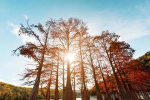 cypress träd i höst med röd löv mot blå himmel med Sol strålar. majestätisk och skön de trunkar av cypress träd, se från Nedan. foto