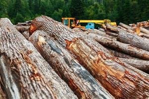 en lugg av skära loggar i de skog. skogsavverkning nära en sågverk i en lantlig område, med fallen trä foto