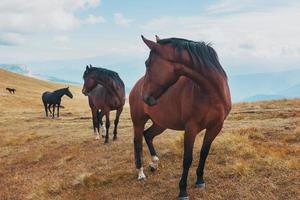 mörkfärgad hästar beta i de bergen i de berg. en skön besättning av hästar i de vild foto