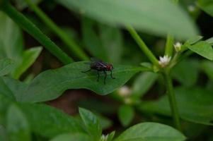 flugor abborre på de löv. små insekter den där ha en massa av bakterie och är skadlig till hälsa. foto