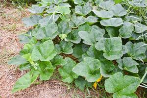 grön vin av pumpa växt träd växande på jord på organisk vegetabiliska trädgård lantbruk bruka foto