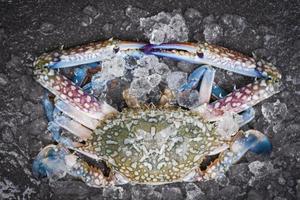 skaldjur krabba på is - färsk råblå simkrabba ocean gourmet med is på mörk bakgrund i restaurangen foto