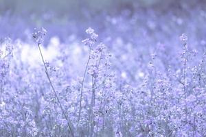 lila blomma blommar på fältet, vackert växande och blommor på ängen som blommar på morgonen. mjuk pastell på naturbokehbakgrund, vintagestil foto