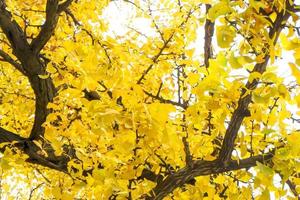 gul ginkgo biloba lämnar träd på hösten foto