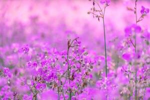 suddig, rosa blomma blommar på åkern. selektiv fokus, vacker växt och blommor på ängen som blommar på morgonen foto