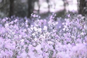 lila blomma blommar på fältet, vackert växande och blommor på ängen som blommar på morgonen. mjuk pastell på naturbokehbakgrund, vintagestil foto