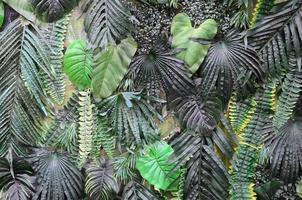 tropisk grön löv bakgrund, ormbunke, handflatan och monstera deliciosa blad på vägg foto